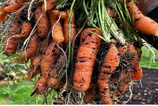 Selain Kaya Vitamin A, Ini Khasiat Wortel yang Jarang Orang Tahu - GenPI.co BANTEN