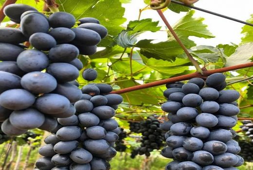 Makan Buah Anggur Sekaligus Bijinya, Manfaatnya Nendang Banget - GenPI.co BANTEN