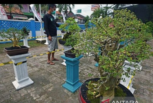 KBK dan Kecamatan Kramatwatu Gelar Pelatihan dan Pameran Bonsai - GenPI.co BANTEN