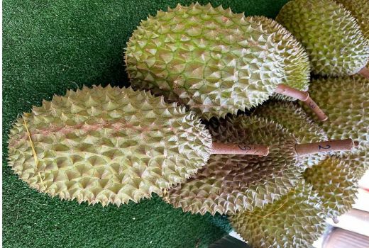 Durian Penyebab Kolestrol Naik Mitos Atau Fakta? Ternyata Mengejutkan - GenPI.co BANTEN