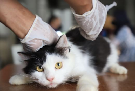 Rayakan HUT Kota Tangerang, DKP Gelar Vaksinasi Hewan Gratis - GenPI.co BANTEN