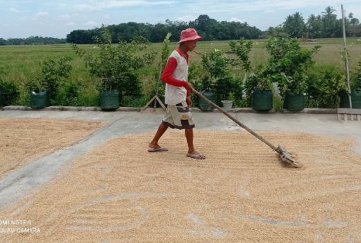 Wow, Ternyata Ini Rahasia Petani Kabupaten Lebak Surplus Padi - GenPI.co BANTEN