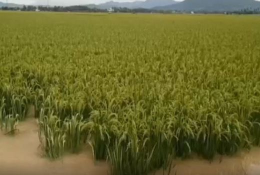 Disperta Beri Ganti Rugi Petani Gagal Panen, Ini Ketentuannya - GenPI.co BANTEN