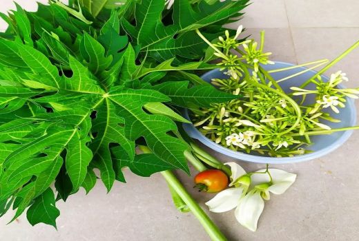 Siapa Sangka 7 Makanan Ini Menaikkan Kadar Trombosit, Wajib Coba - GenPI.co BANTEN