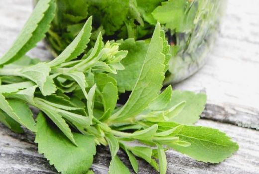 Ganti Gula dengan Pemanis dari Daun Stevia, Hasilnya Luar Biasa - GenPI.co BANTEN