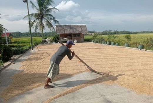 Harga Beras Petani Lebak-Pandeglang Jeblok, Bulog Lakukan Ini - GenPI.co BANTEN