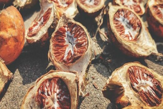 5 Manfaat Buah Pinang untuk Kesehatan, Penyakit Serius Lewat - GenPI.co BANTEN