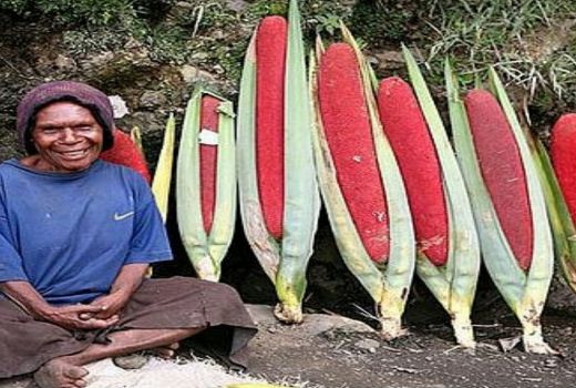 Buah Ini Mampu Sembuhkan HIV AIDS, Simak Manfaat Lainnya - GenPI.co BANTEN