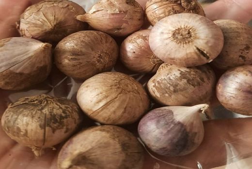 5 Manfaat Bawang Tunggal untuk Kesehatan, Bisa Bikin Awet Muda - GenPI.co BANTEN