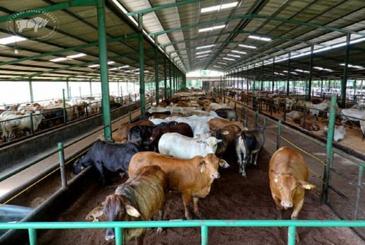 PT Lembu Jantan Siapkan Stok 1.200 Hewan Ternak untuk Idul Adha - GenPI.co BANTEN