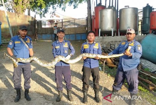 Ngeri! BPBD Amankan Ular Sepanjang 3,5 Meter di Tangki Air Warga - GenPI.co BANTEN