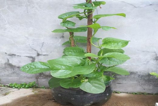 3 Manfaat Tanaman Angkung yang Sayang untuk Dilewatkan, Apa Saja? - GenPI.co BANTEN