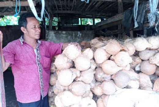 Permintaan Kelapa Meroket, Pedagang Kelapa Cuan Besar - GenPI.co BANTEN