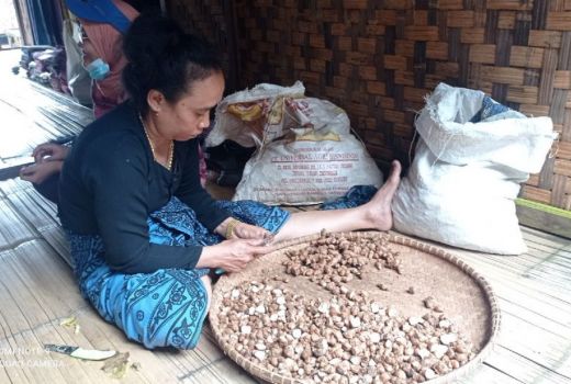Potensi Pertanian Kecur Petani Badui Mantap, Petani Untung Besar - GenPI.co BANTEN