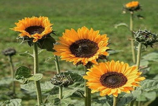 Manfaat Minyak Biji Bunga Matahari untuk Kulit, Jerawat Kabur - GenPI.co BANTEN