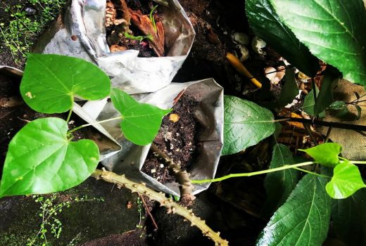 Berikut 4 Manfaat Brotowali untuk Kesehatan, Obati Diabetes - GenPI.co BANTEN