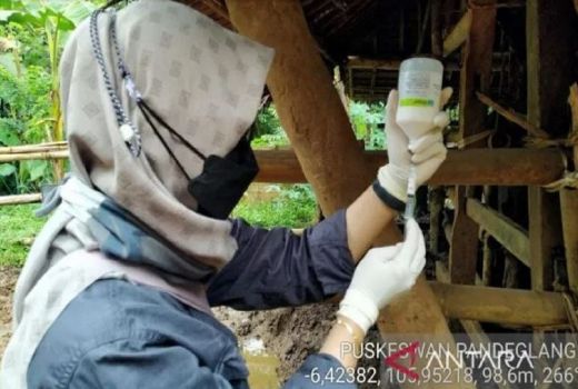 Satgas PMK Tangerang Berikan Vaksin ke 1.796 Hewan Ternak - GenPI.co BANTEN