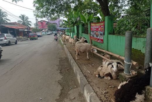Permintaan Hewan Kurban Menurun, Pedagang Keluhkan Harga Pakan - GenPI.co BANTEN