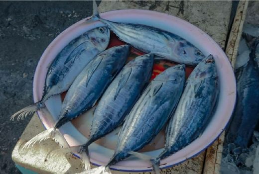 Wah, 3 Makanan Ini Mengandung Jenis Merkuri Paling Berbahaya - GenPI.co BANTEN