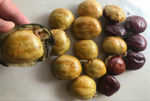 Manfaat Jengkol untuk Pasien Diabetes, Gula Darah Aman - GenPI.co BANTEN