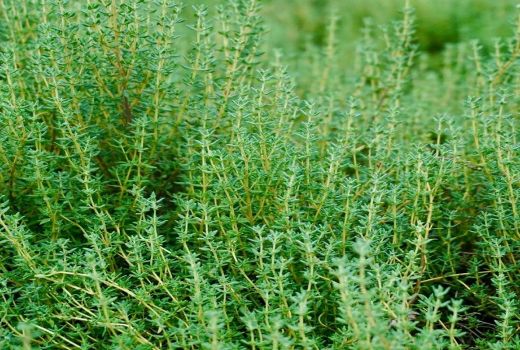 3 Manfaat Luar Biasa Teh Thyme untuk Kesehatan Tubuh, Wajib Coba - GenPI.co BANTEN