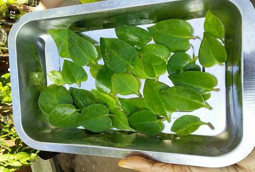 3 Manfaat Daun Binahong untuk Pasien Diabetes, Terbukti Ampuh - GenPI.co BANTEN