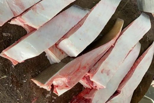 4 Manfaat Mengonsumsi Ikan Pari Bagi Kesehatan, Luar Biasa - GenPI.co BANTEN