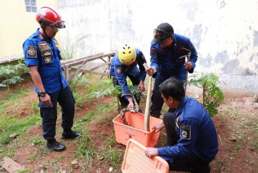 Musim Hujan, BPBD Kebanjiran Permintaan Evakuasi Ular Liar - GenPI.co BANTEN