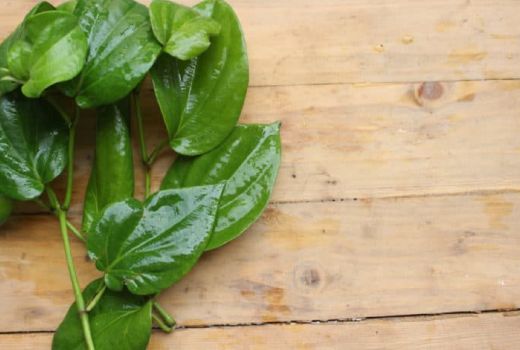 5 Khasiat Daun Sirih Sangat Dahsyat, Mujarab Banget - GenPI.co BANTEN