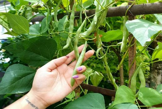 Manfaat Buncis untuk Diabetes, Ternyata Luar Biasa - GenPI.co BANTEN