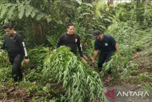 Wah, Polda Banten Temukan 3 Hektare Ladang Ganja di Aceh - GenPI.co BANTEN