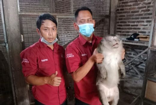 Lukai Pemilik, Petugas BKSDA Lumpuhkan Monyet dengan Obat Bius - GenPI.co BANTEN