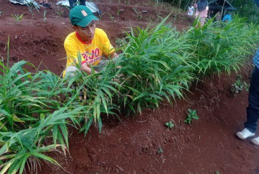 Permintaan Jahe Merah di Lebak Meningkat, Petani Bisa Cuan - GenPI.co BANTEN