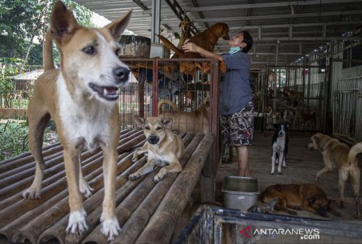 Diserang Anjing Peliharaan, Anak Perempuan di Tangerang Kondisinya Ya Tuhan - GenPI.co BANTEN