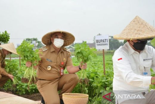 Begini Cara Kabupaten Tangerang Wujudkan Mandiri Tahan Pangan - GenPI.co BANTEN