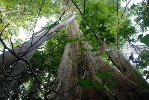 5 Khasiat Kayu Bajakah, Salah Satunya Bisa Bantu Obati Kanker - GenPI.co BANTEN