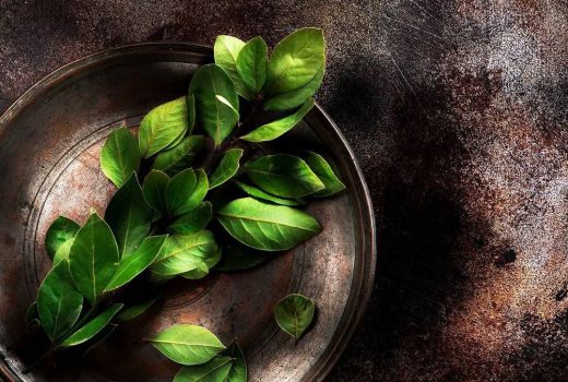 Konsumsi Daun Salam Efeknya Dahsyat, Kolesterol Langsung Ambrol - GenPI.co BANTEN