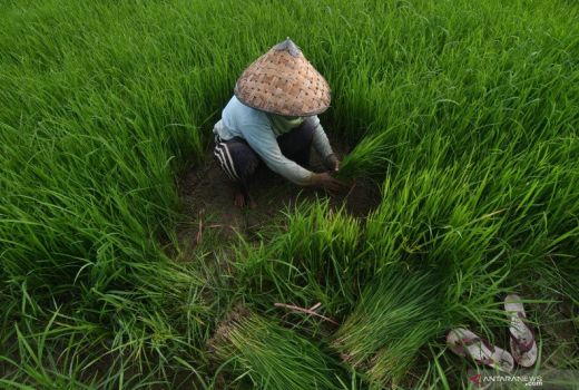 Distan: Stok Gabah Kering Banten Sangat Cukup Hingga Awal 2023 - GenPI.co BANTEN
