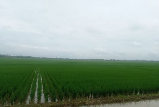 Produksi Beras di Lebak Ditargetkan Capai 400 Ribu Pada 2023 - GenPI.co BANTEN