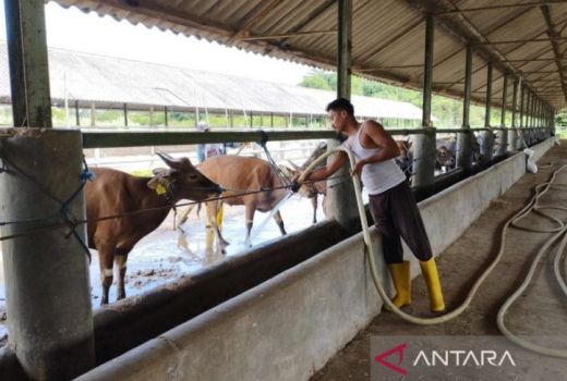 Peternak Sapi dan Kerbau di Banten Diminta Antisipasi Virus LSD - GenPI.co BANTEN