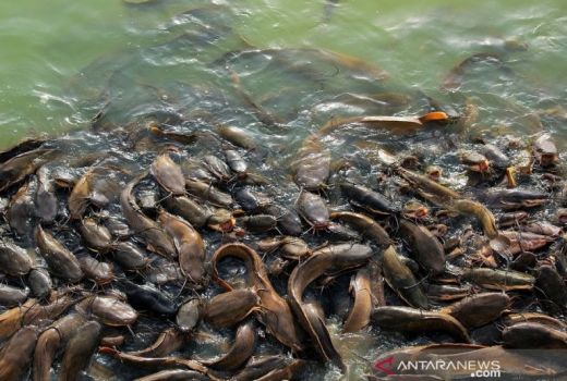 Ikan Lele Punya 5 Manfaat Super, Pantas Digemari Masyarakat - GenPI.co BANTEN
