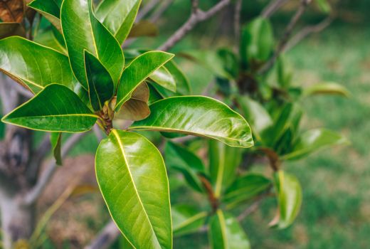 Suka Konsumsi Buah Jeruk? Coba Deh Rasakan Manfaat Daunnya - GenPI.co BANTEN