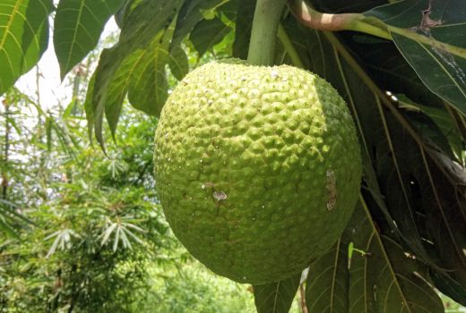 Daun Sukun Punya 3 Manfaat untuk Kolesterol Hingga Diabetes - GenPI.co BANTEN