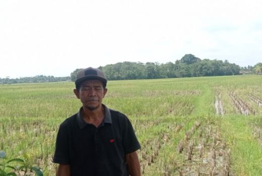 Pompa Air Rusak, Petani di Lebak Tak Bisa Tanam Padi Saat Kemarau - GenPI.co BANTEN