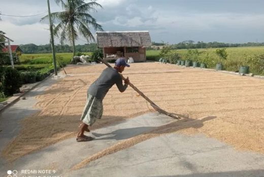 Tembus Rp 5.700, Harga Gabah Kering di Kabupaten Lebak Lebih Tinggi dari HPP - GenPI.co BANTEN