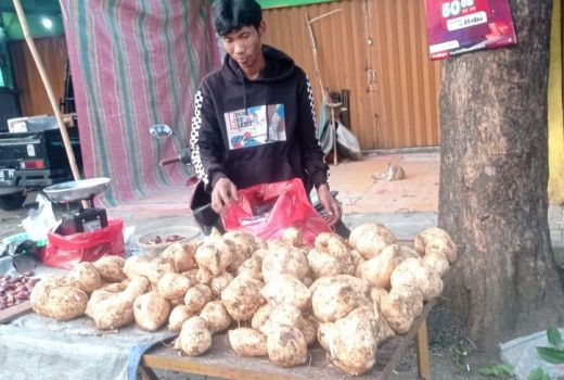 Petani Kabupaten Lebak Masih Andalkan Produksi Palawija - GenPI.co BANTEN