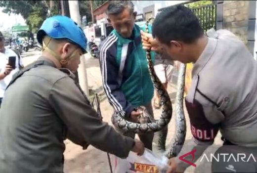 Ular Sanca 3 Meter di SMAN 2 Tangsel Bikin Warga Geger - GenPI.co BANTEN
