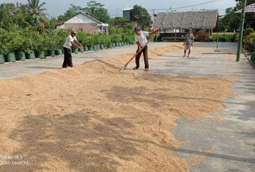 Stok Beras di Lebak Dijamin Aman Hingga 10 Bulan ke Depan - GenPI.co BANTEN