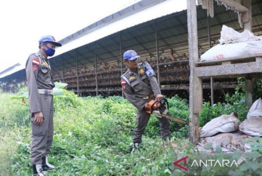 Pemkab Serang Bakal Bongkar Total Peternakan Ayam di Cikeusal - GenPI.co BANTEN