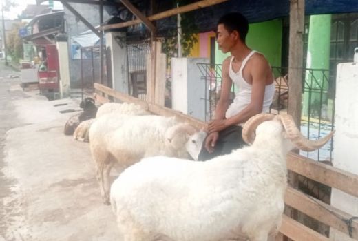 Permintaan Hewan Kurban di Lebak Meningkat, Pedagang Kewalahan - GenPI.co BANTEN